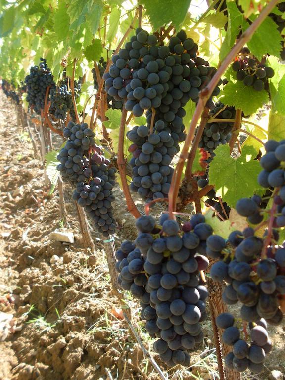 Agriturismo Amina, Winery & Hiking Vagliagli ภายนอก รูปภาพ