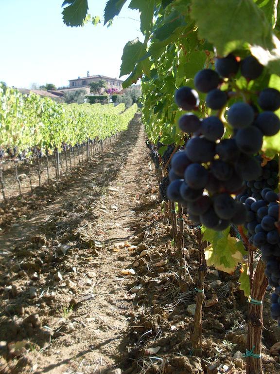 Agriturismo Amina, Winery & Hiking Vagliagli ภายนอก รูปภาพ